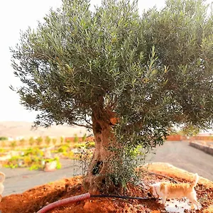 agriturismo-el-bounty.in-canary-islands.com/